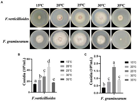 Frontiers Transcriptional Differences Between Major Fusarium