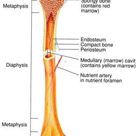 Anatomy Of The Long Bone | MedicineBTG.com