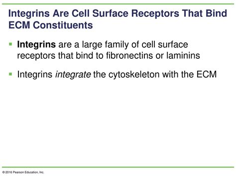 Chapter 15 Beyond The Cell Cell Adhesions Cell Junctions And