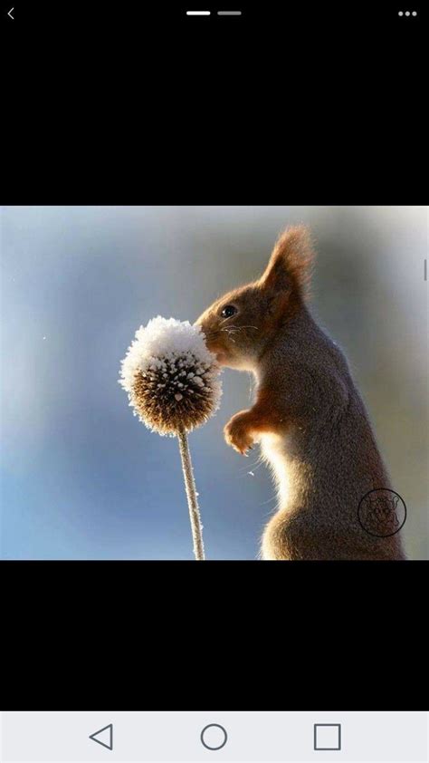 A Squirrel Is Holding A Dandelion In Its Mouth