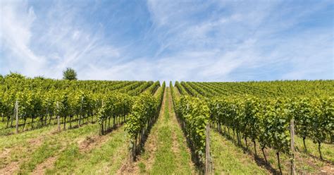 German Vineyard Area Grows By 302 Hectares In 2023 Wein Plus Wine News