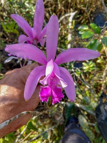 Cattleya Intermédia Habitat Variações Marcelo Rodrigues Flickr