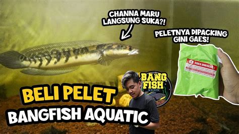 Terlalu Niat Beli Pelet Bangfish Untuk Ikan Channa Youtube