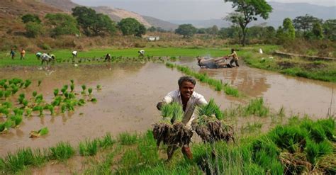 Two New Herbicide Tolerant But Non GMO Rice Varieties Released For