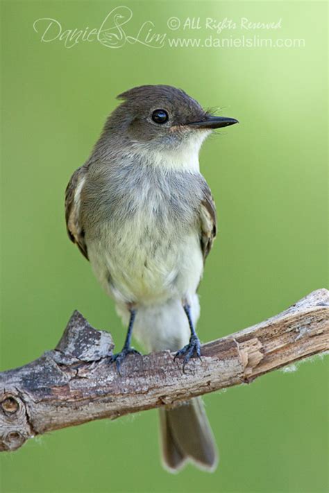 Eastern Phoebe Flycatcher | Nature, Wildlife, Macro and Bird ...