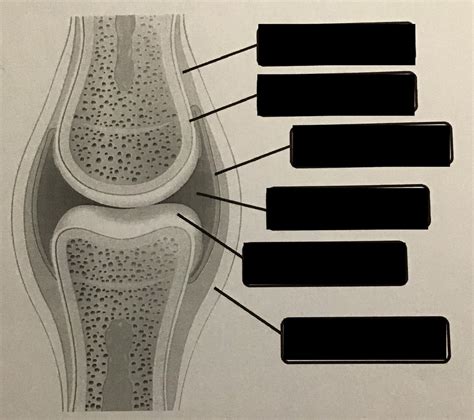 Anatomy Of A Synovial Joint Diagram Quizlet