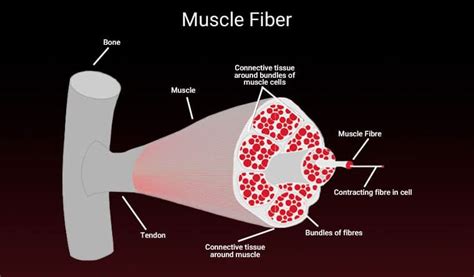 What Type Of Beef Is Made Up Of Three Different Muscles Flow Schlater