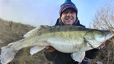 Giant Zander Rattles The British Record Angling Times