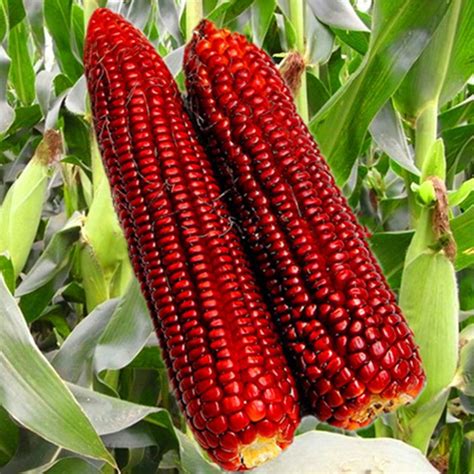 High Quality Hybrid F1 Red Sweet Waxy Corn Seeds For Planting Hybrid