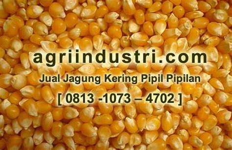 Jual Jagung Kering Pipil Pipilan Jual Hasil Produksi Per Flickr