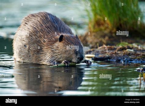 Beaver eating hi-res stock photography and images - Alamy