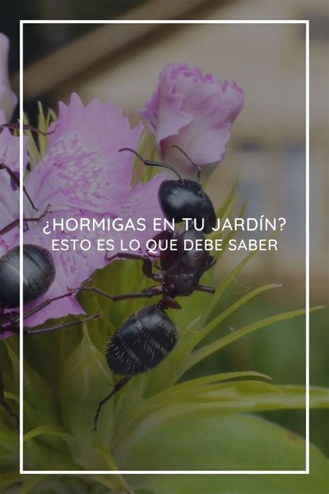 Hormigas En Tu Huerto O Jardín Esto Es Lo Que Debes Saber