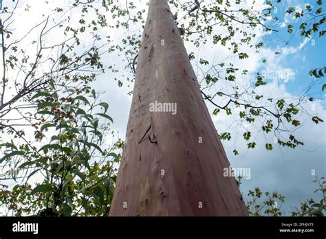 Eucalyptus Deglupta Or Rainbow Eucalyptus Trees In Gunung Kidul