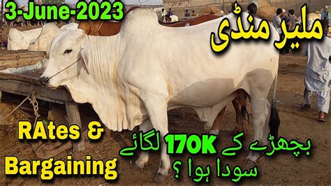 Malir Mandi Karachi Cattle Rates Update June Cow Mandi