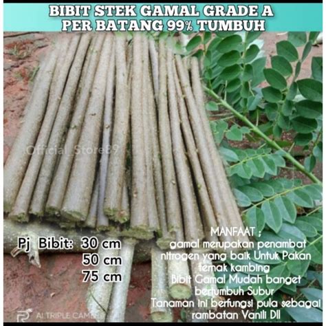 Jual Ready Bibit Pohon Gamal Per Batang Untuk Rambat Vanili Lada