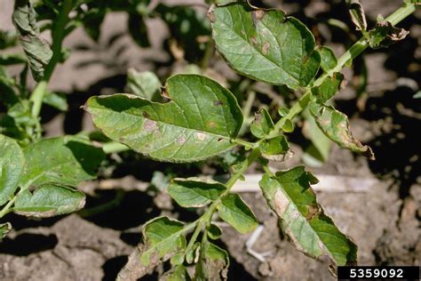 What Is Potato Early Blight: Learn How To Manage Early Blight Of Potatoes