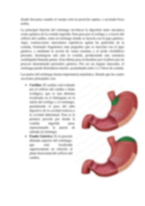 SOLUTION Anatomía del Esofago y estomago Studypool