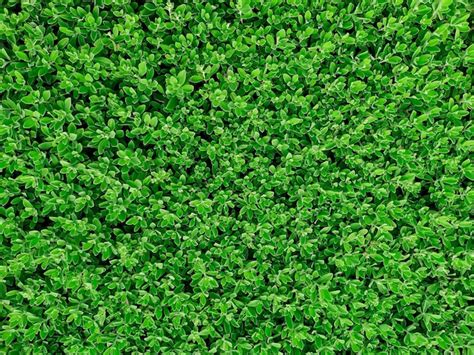 Premium Photo | Green grass wall texture for backdrop design and eco ...