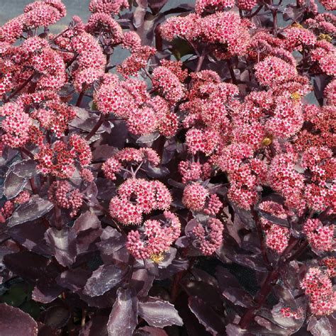 Plantes Vivaces SEDUM telephium Cherry Truffle Sédum Orpin en