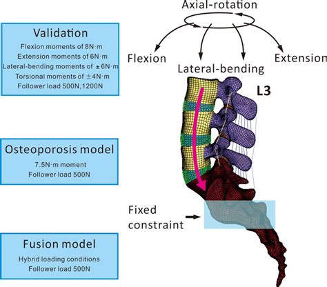 Schematic Of Torque And Follower Loads Applied To The Lumbar Spine L3