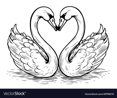 Two swans sketch hand drawn Royalty Free Vector Image