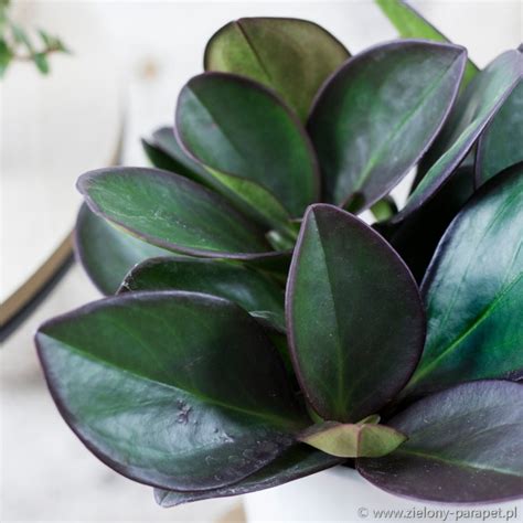 Peperomia Obtusifolia Red Margin Peperomia Tępolistna Zielony Parapet