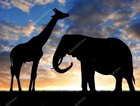 Silhouette elephant with giraffe — Stock Photo © vencav #17368233