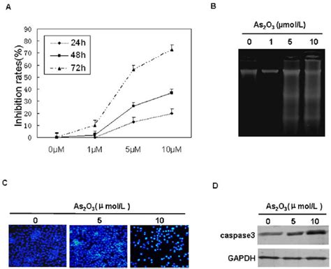 Arsenic Trioxide As2o3 Induced Growth Inhibition And Apoptosis Of