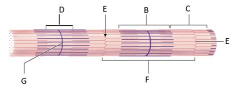 myofibrils Diagram | Quizlet