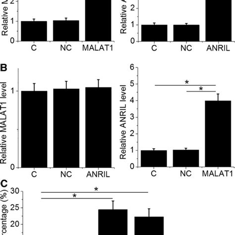 Malat Upregulated Anril In Fhc Cells To Promote Cell Apoptosis