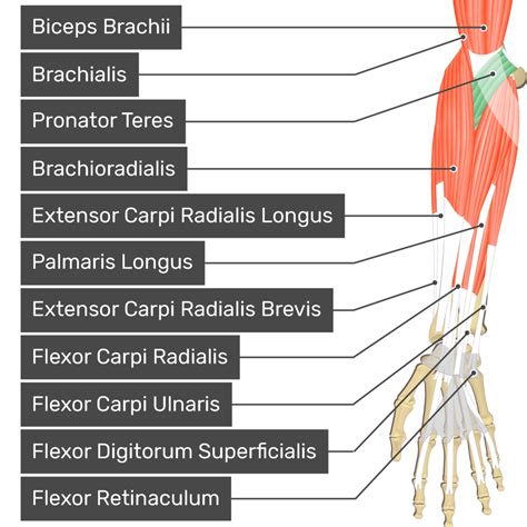 Pronator Quadratus Origin, Insertion, Action, 3D Model, 60% OFF