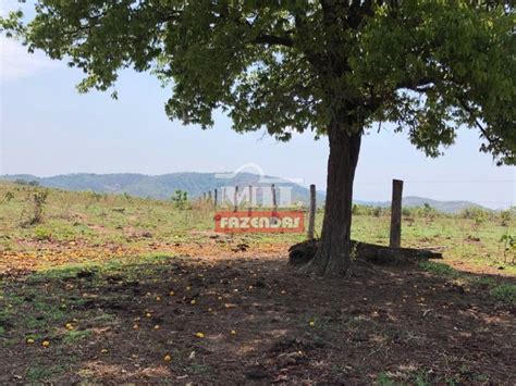 Mil Fazendas Fazenda Em Campinorte Go Margem Lago Serra Da Mesa