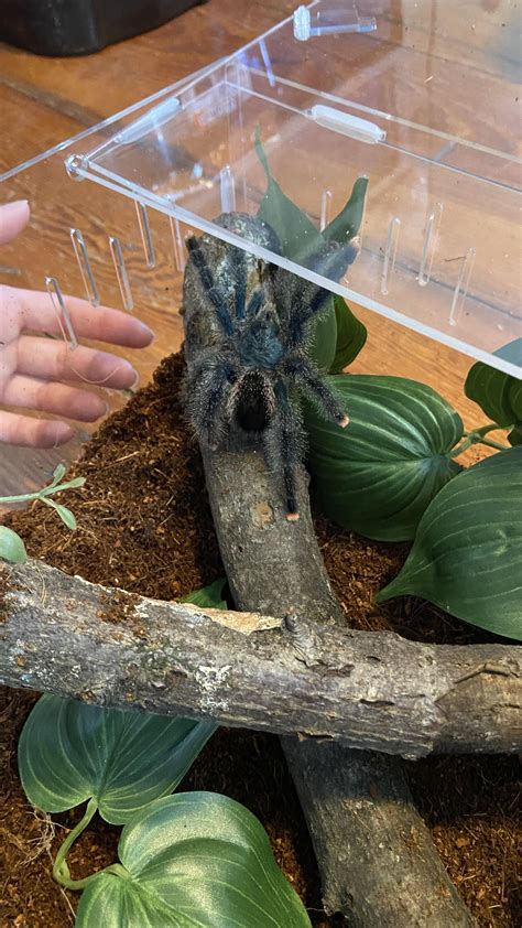 New Keeper Here What Are Your Favorite Tarantula Specific Vocab Words