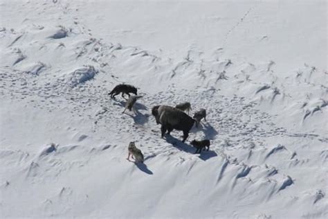 Wolf packs attack the toughest prey in Yellowstone | Wyoming News ...