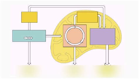 Biology Unit 5 Cellular Energetics Diagram Quizlet