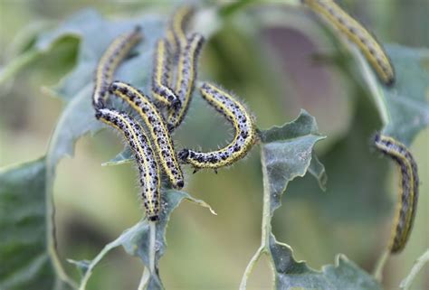 How To Get Rid Of Caterpillars In The Garden