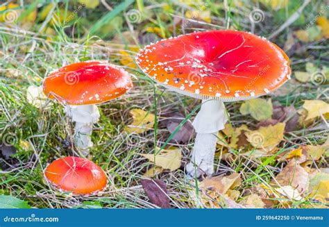 Three Colorful Fly Agaric Mushrooms Amanita Muscaria In The Woods Stock