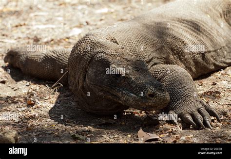 Komodo Dragon The Largest Lizard In The World Stock Photo Alamy