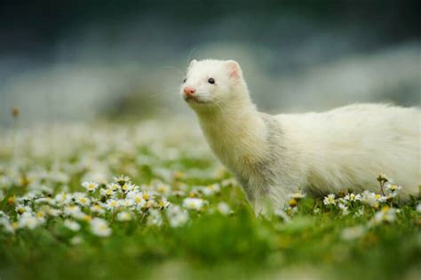 List of All Ferret Breeds! - Ferret Colors, Types and Patterns