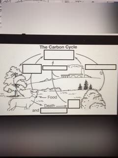 Carbon Cycle Diagram Quizlet