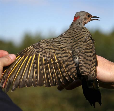 Northern flicker one of America’s most widespread woodpeckers | Our