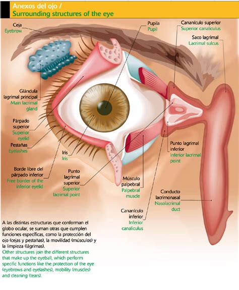 Estructura Del Ojo Y Sus Anexos Medicine Map Map Screenshot The Best