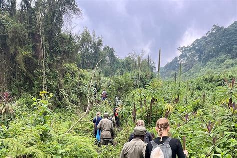 2024 Kigali Bisoke Hike At Volcanoes National Park Private Tour