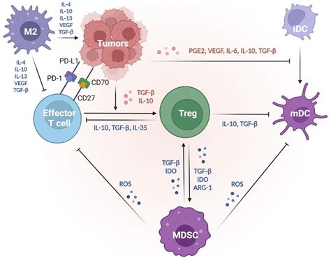 Suppressive Tumor Microenvironment Created By Tumors Thus Decreasing Download Scientific