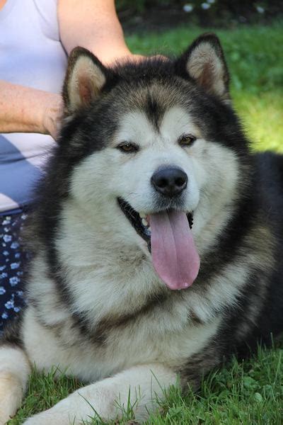 Alaskan Malamute Breeder Ontario Males Shelaskan Alaskan Malamutes Canadian Breeder Of