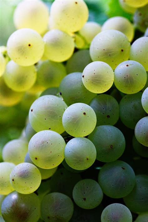 Nada mejor que la uva moscattel | Green grapes, Beautiful fruits, Grapes