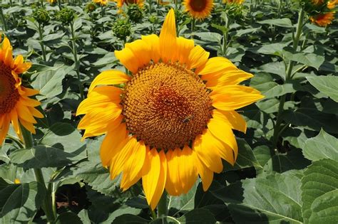 O girassol Helianthus é um gênero de plantas da família Asteraceae ...
