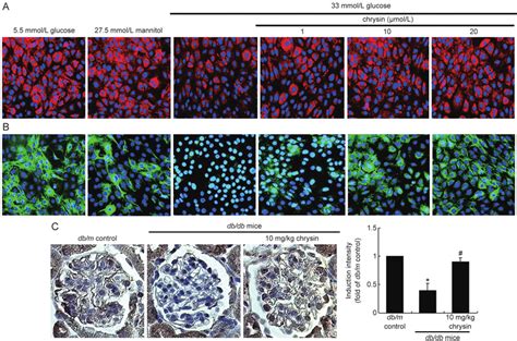 Immunostaining Showing Inhibition Of Nephrin And Podocin Induction By