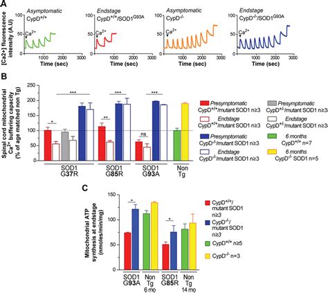 Deleting Cyclophilin D Improves Mitochondrial Calcium Buffering