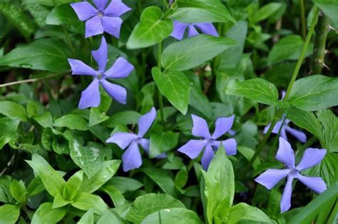 Vinca Herbacea Alchetron The Free Social Encyclopedia